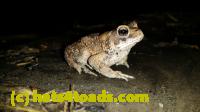 /home//u458753944/public_html/sourcegallery///Roxborough Toad Detour/2013-2019/2016/2016-04-26/20160426_211000.jpg